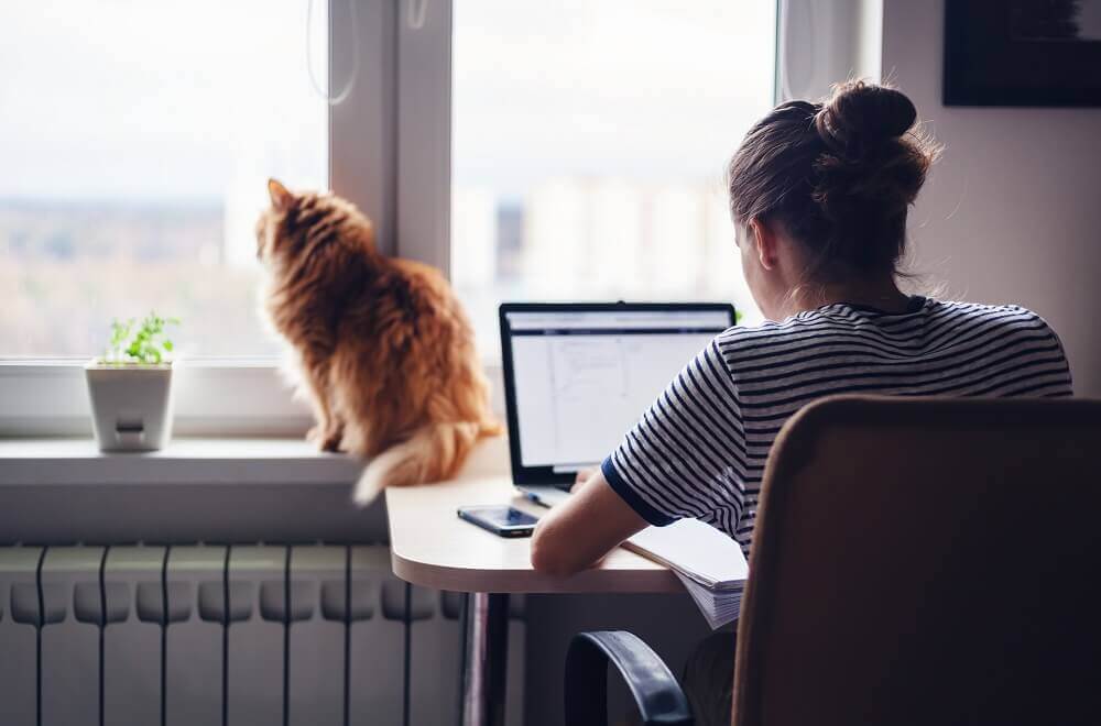 Woman sat at laptop with cat