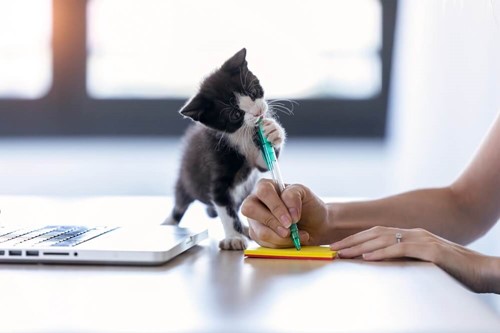 kitten chewing a pen