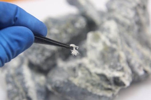 Chrysotile asbestos fibre being held with a pair of tweezers by a professional asbestos removal contractor, sent in by a health and safety executive.