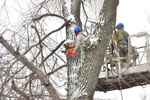 Tree surgeons working at height in winter conditions, representing a greater hazard, and in need of a risk assessment.